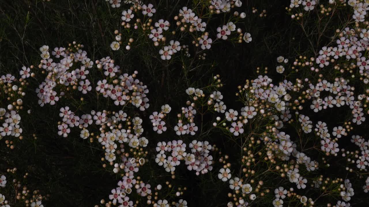 在花坛中种植蜡花视频下载