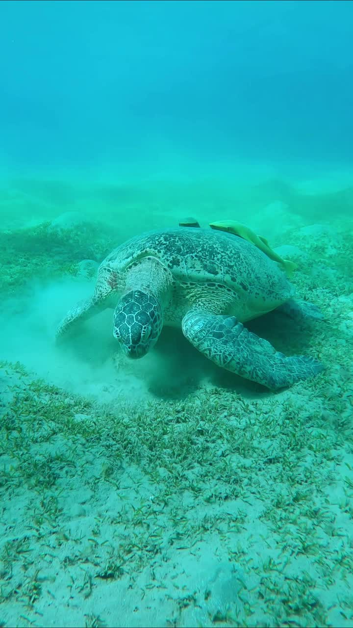 海龟在海底沙滩上吃绿色海草，慢镜头视频素材