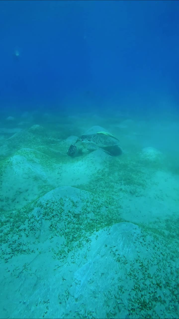 海龟在丘陵海草草地上贪婪地吃着绿色的海草，慢镜头视频素材