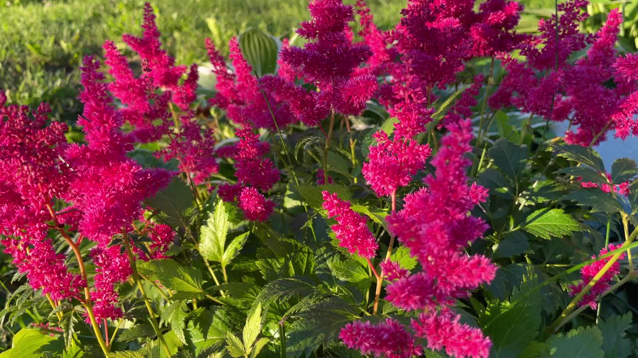 夏季平房花园里盛开的红花芦笋视频素材