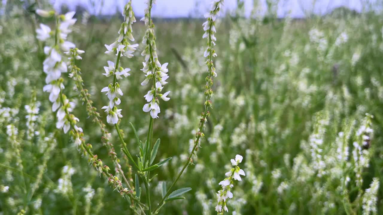 大黄蜂在一朵白色的甜三叶草花上，选择性地聚焦在一个绿色的散景背景上——黄花莲视频素材