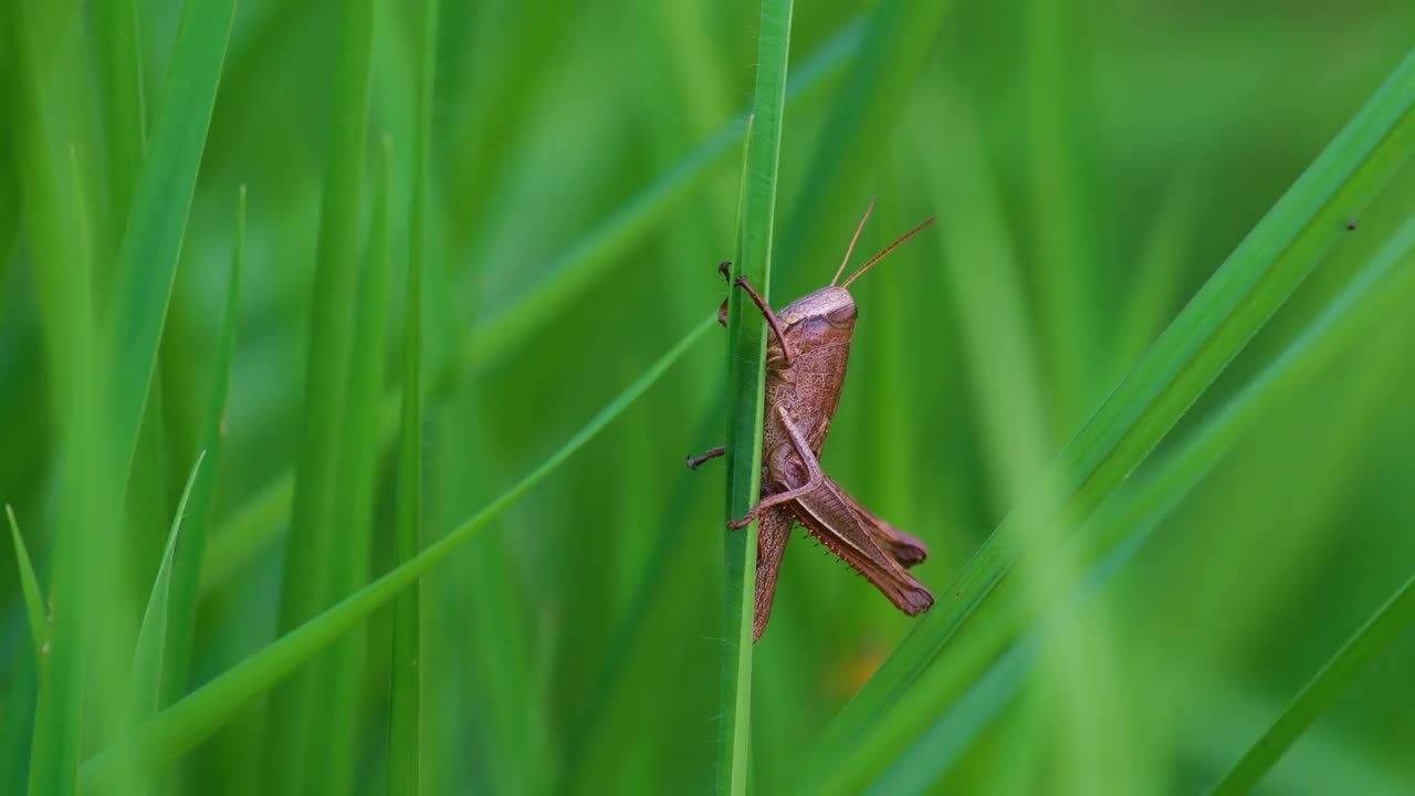 近距离观察棕色蚱蜢、昆虫、绿色高大的草地。亚目Caelifera视频素材