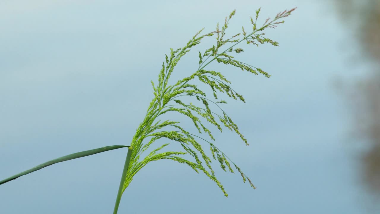 风景优美的自然植物视频素材