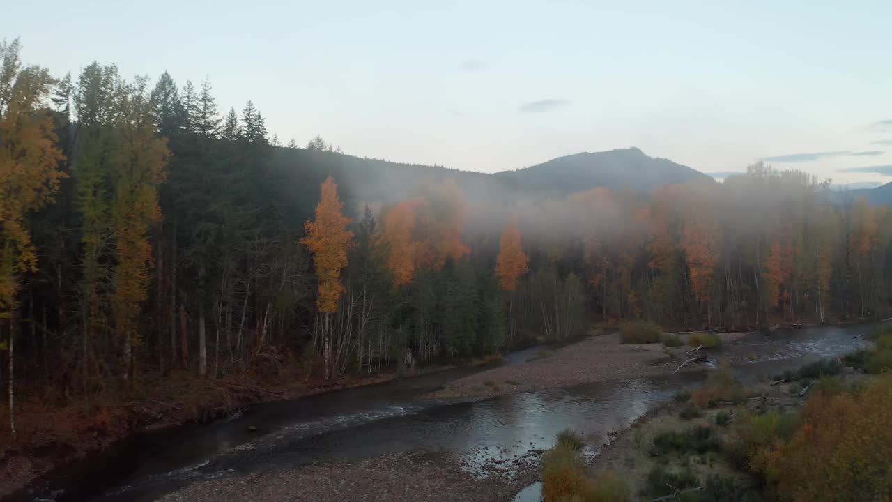 身临其境的河流飞行穿过雾和松树树冠沿着圣海伦斯山的河岸视频素材