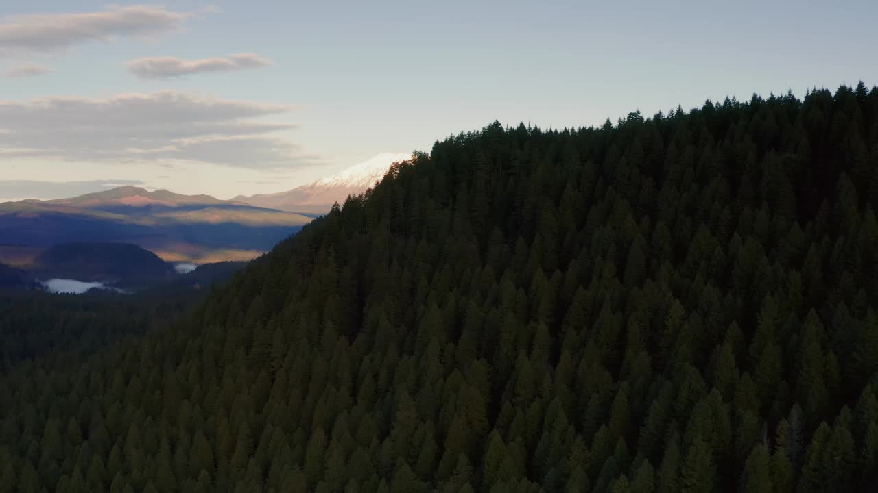 向松树覆盖的山脊飞行的多莉揭示了华盛顿州圣海伦斯雪山。白天的天线视频素材