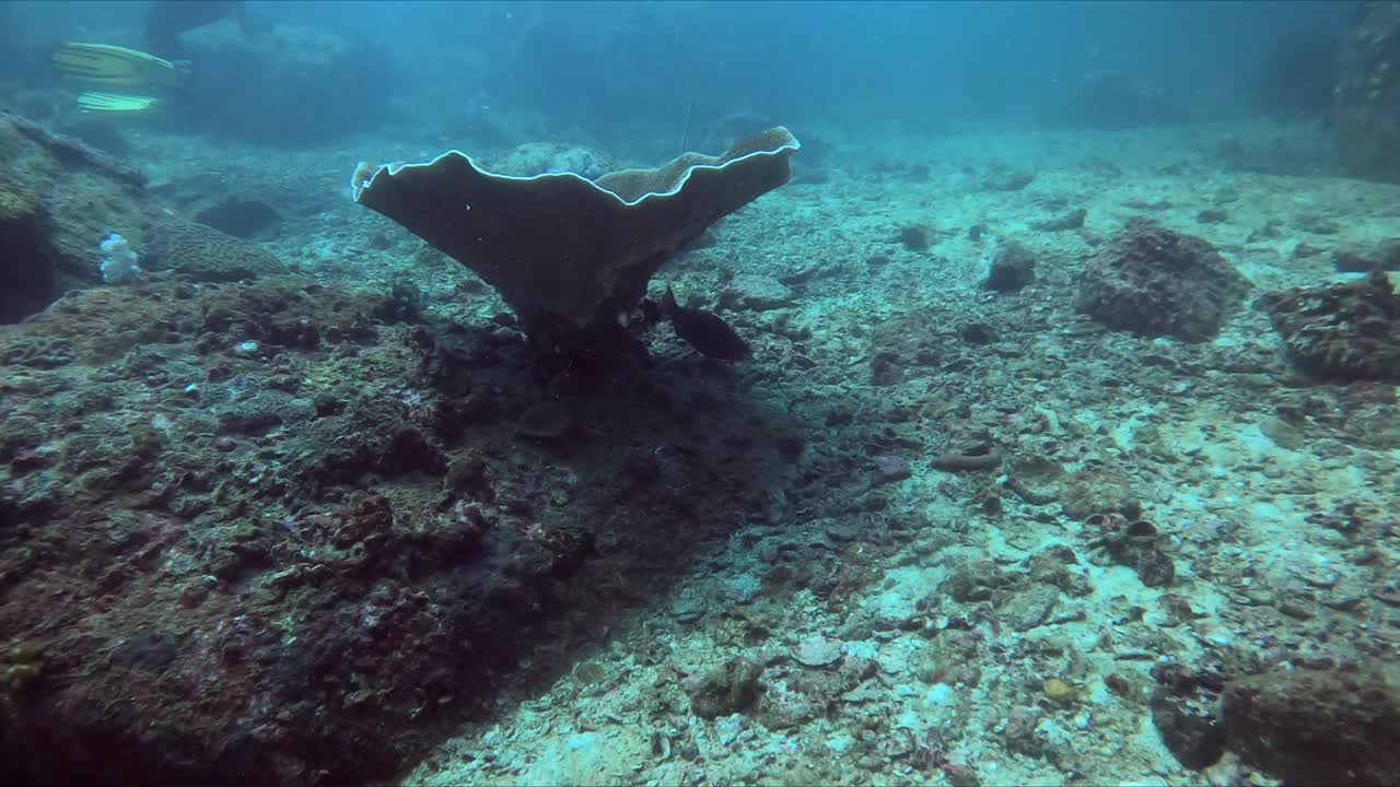 石珊瑚在水下形成电蓝色珊瑚礁视频下载