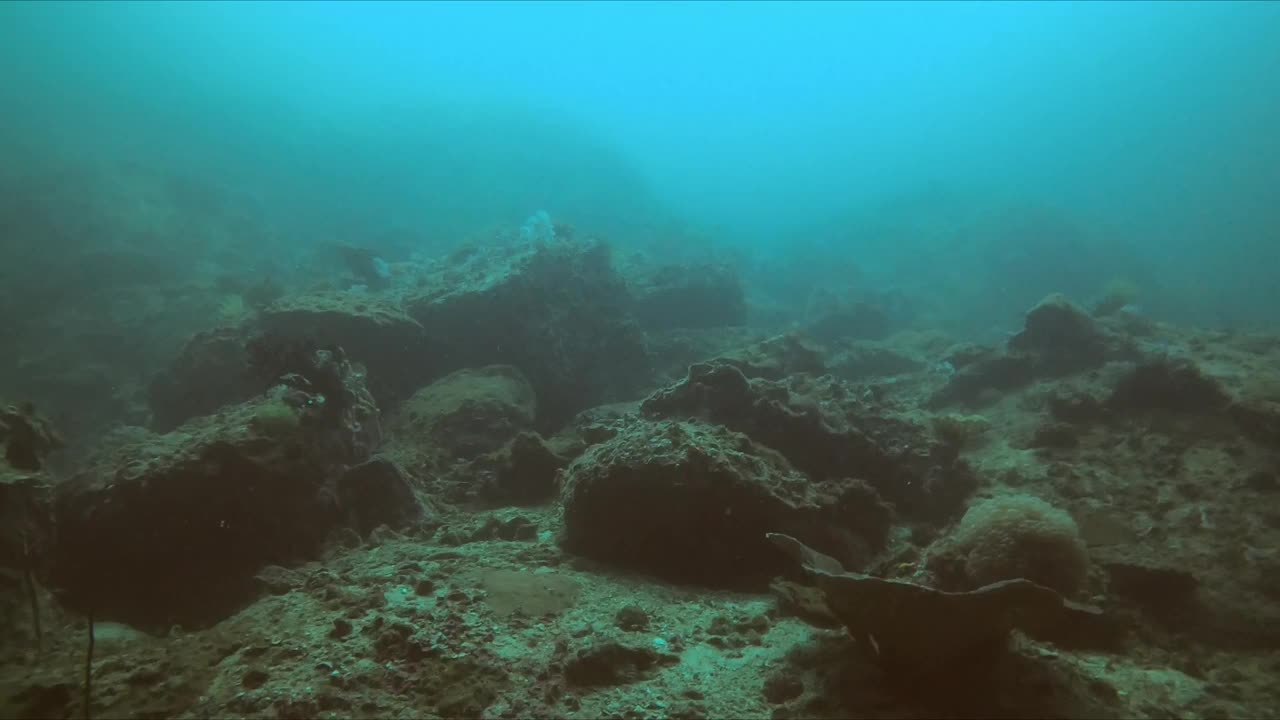 蔚蓝的海水中充满活力的珊瑚礁和海洋生物视频下载