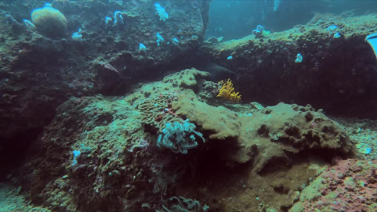 当一条鱼在珊瑚礁附近平静地游泳时，体验美丽的冰碛和水下世界的危险，却遇到了潜伏的鲨鱼。一名戴水肺的潜水员在背景中探索充满活力的珊瑚礁视频素材