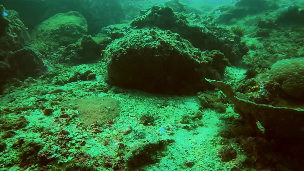 惊人的水下镜头，巨大的蝎子鱼在彩色珊瑚礁与海洋生物视频下载