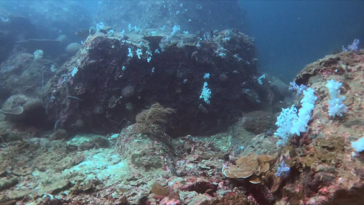 在充满活力的珊瑚礁水下绿洲中探索丰富多彩的海洋生物视频下载