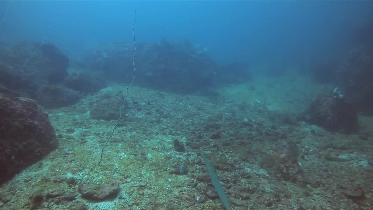 当海洋生物在珊瑚附近游泳时，探索海底世界的商业瘘管鱼视频素材