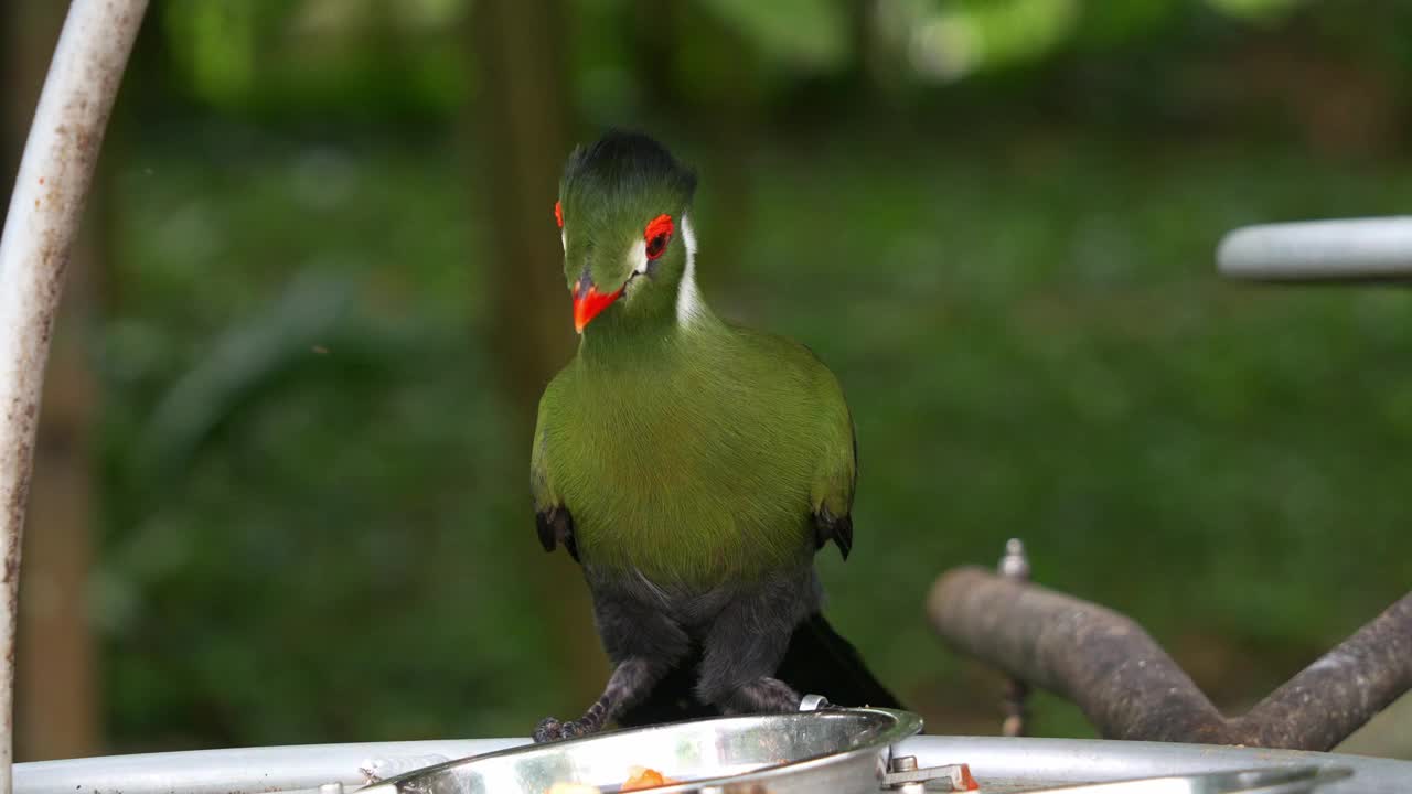 白颊turaco (menelikornis leucotis)有着鲜艳的羽毛，栖息在鸟类喂食器的边缘，摇着头吃着碗里的水果，特写镜头。视频素材