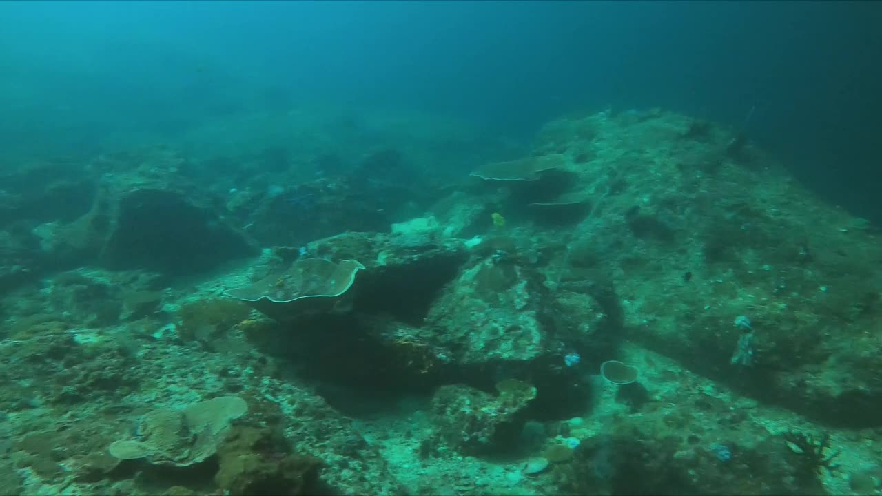 探索充满海洋生物的珊瑚礁的多彩海底世界视频下载