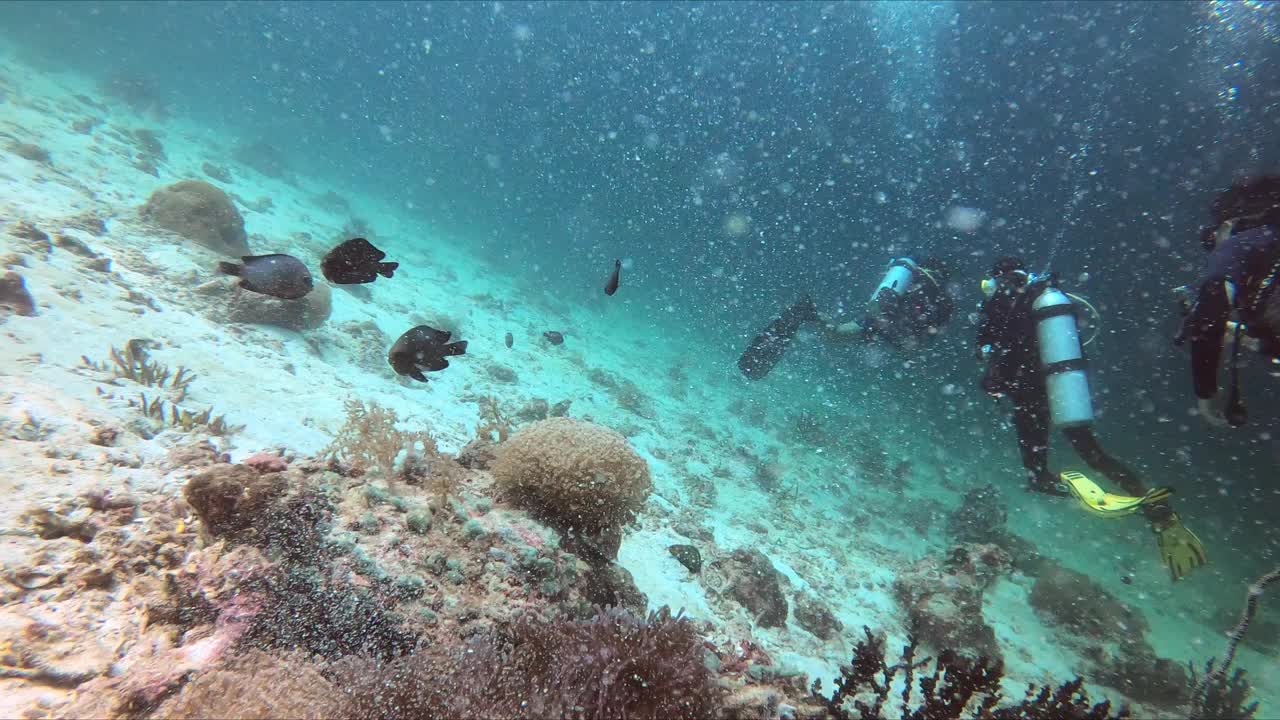 潜入蔚蓝的海水中，在珊瑚礁中发现充满活力的海洋生物视频素材