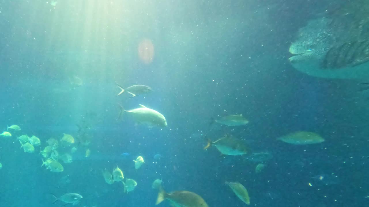 水族馆的水下宁静号视频素材