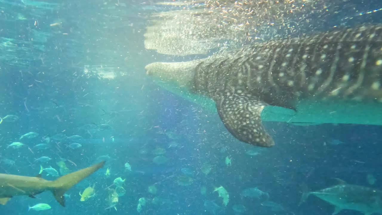 水族馆里的鲸鲨和鱼视频素材