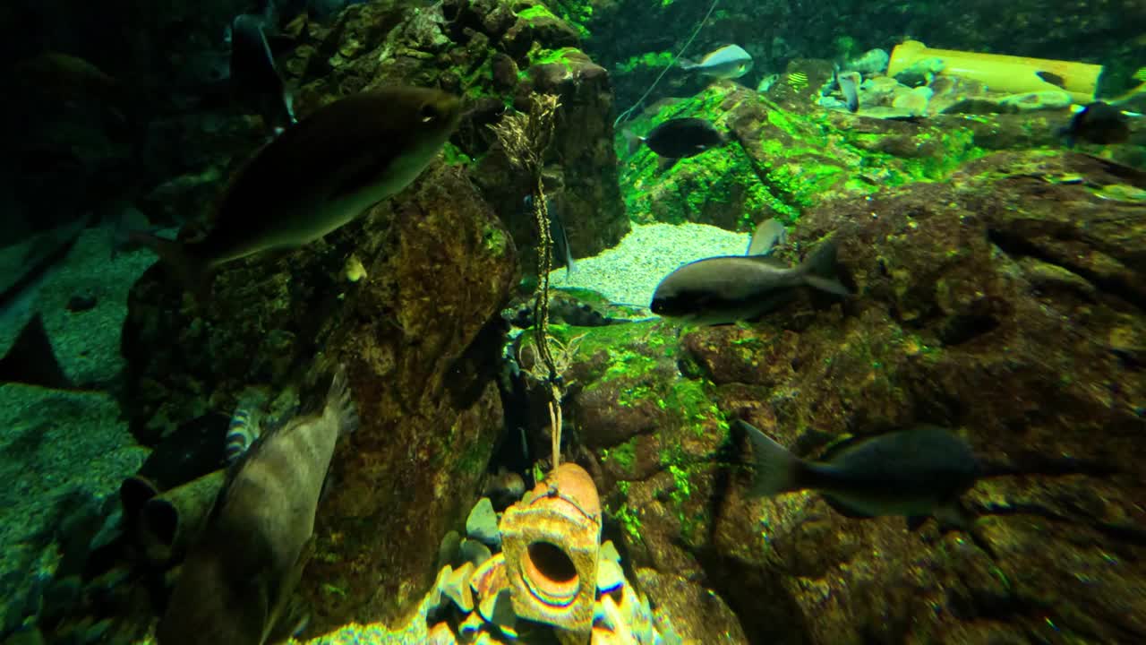 运动中的水下水族馆生命视频素材