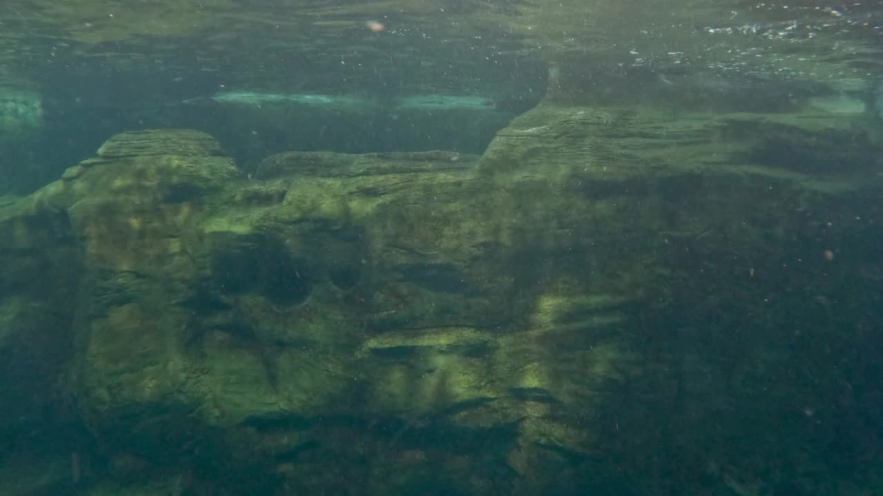 海豚在水下优雅地游泳视频素材