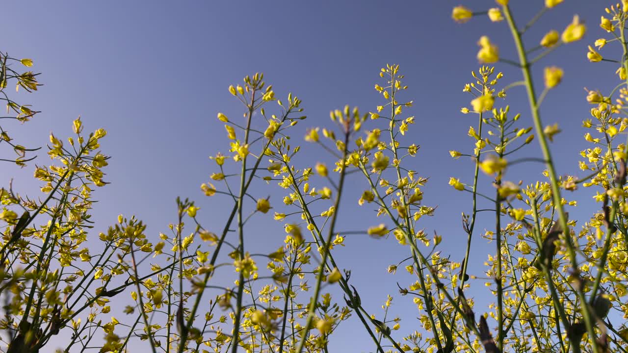 油菜地，油菜地春天开着黄色花的油菜地视频素材