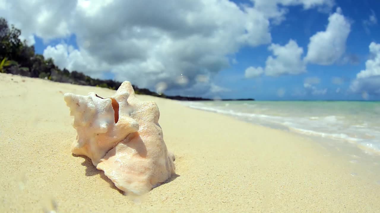 海滩上的海螺壳视频下载