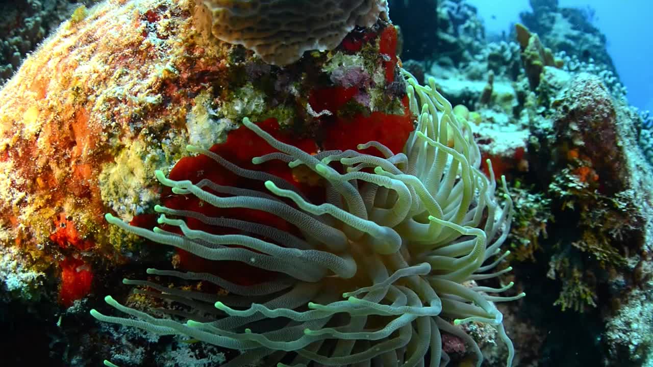 海葵在水流视频下载