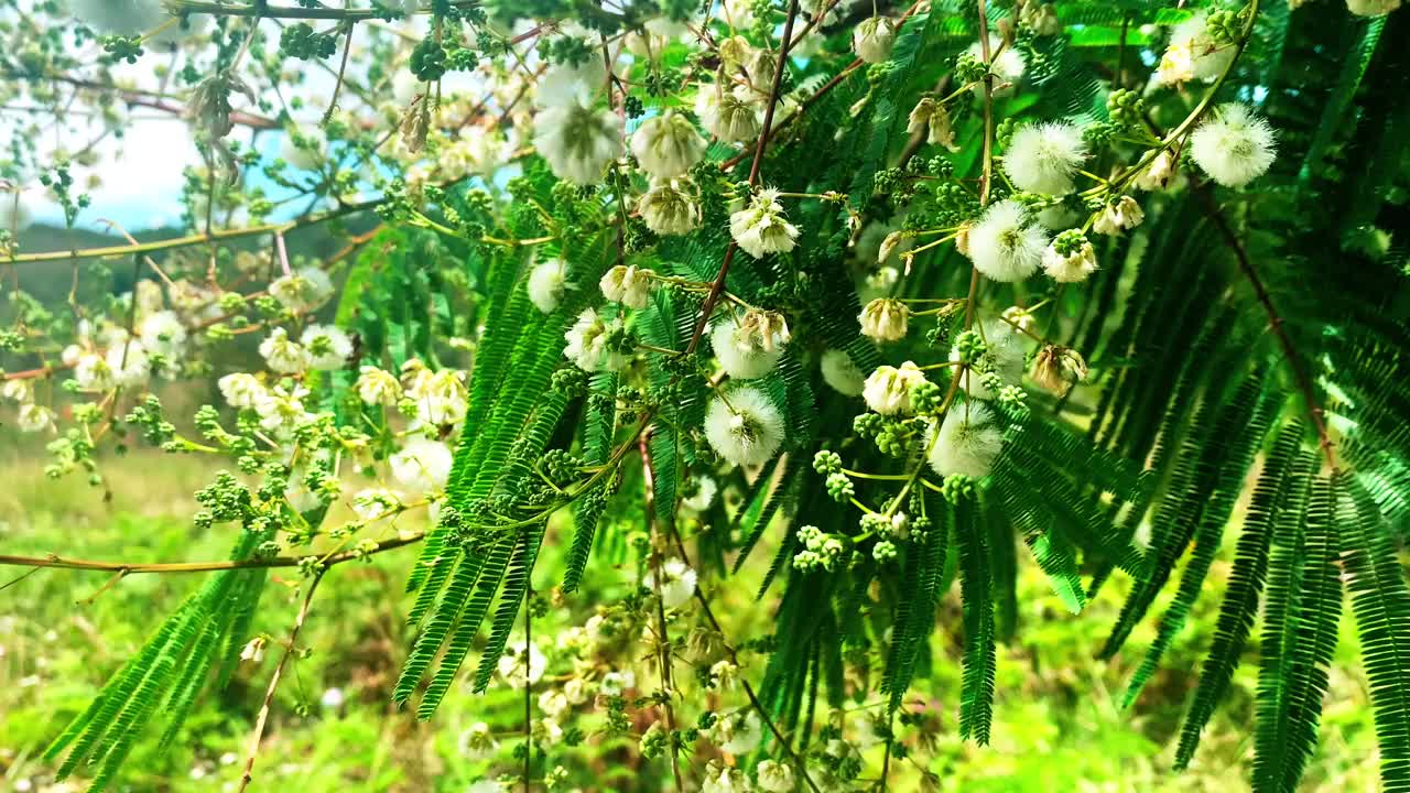 美丽的花朵，植物，树木在一个非常美丽的花园盛开视频下载