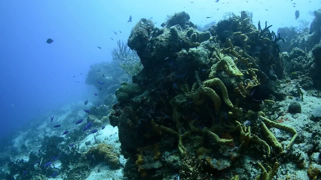 在科苏梅尔岛的珊瑚礁潜水视频下载