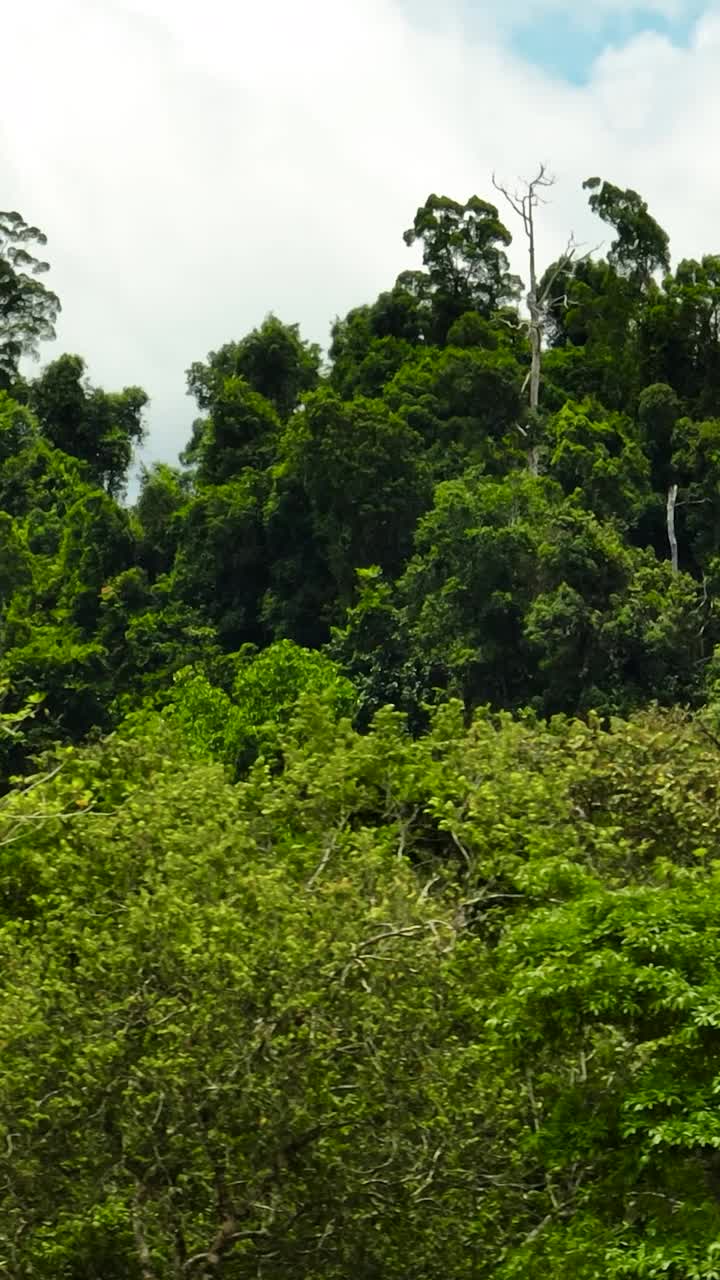 丛林和雨林。婆罗洲。马来西亚视频素材