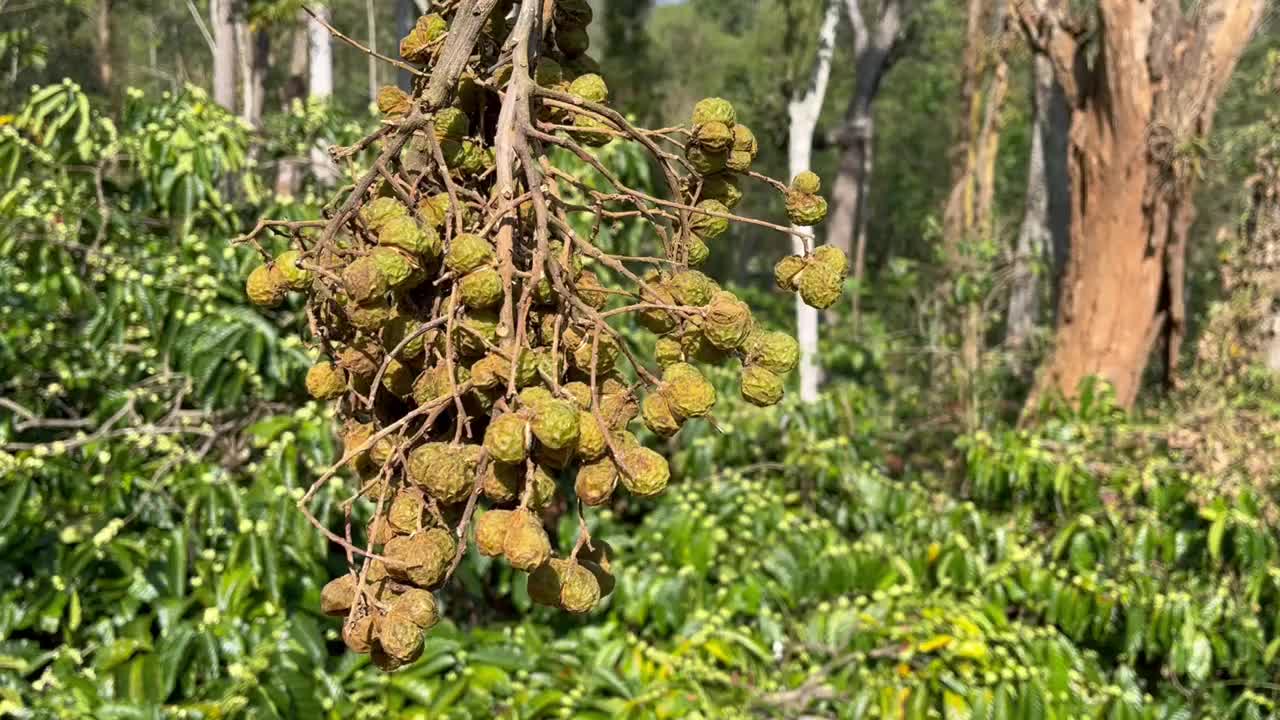 肥皂坚果或肥皂莓束新鲜收获的树拿在手里的自然背景，肥皂坚果产生泡沫替代肥皂视频下载