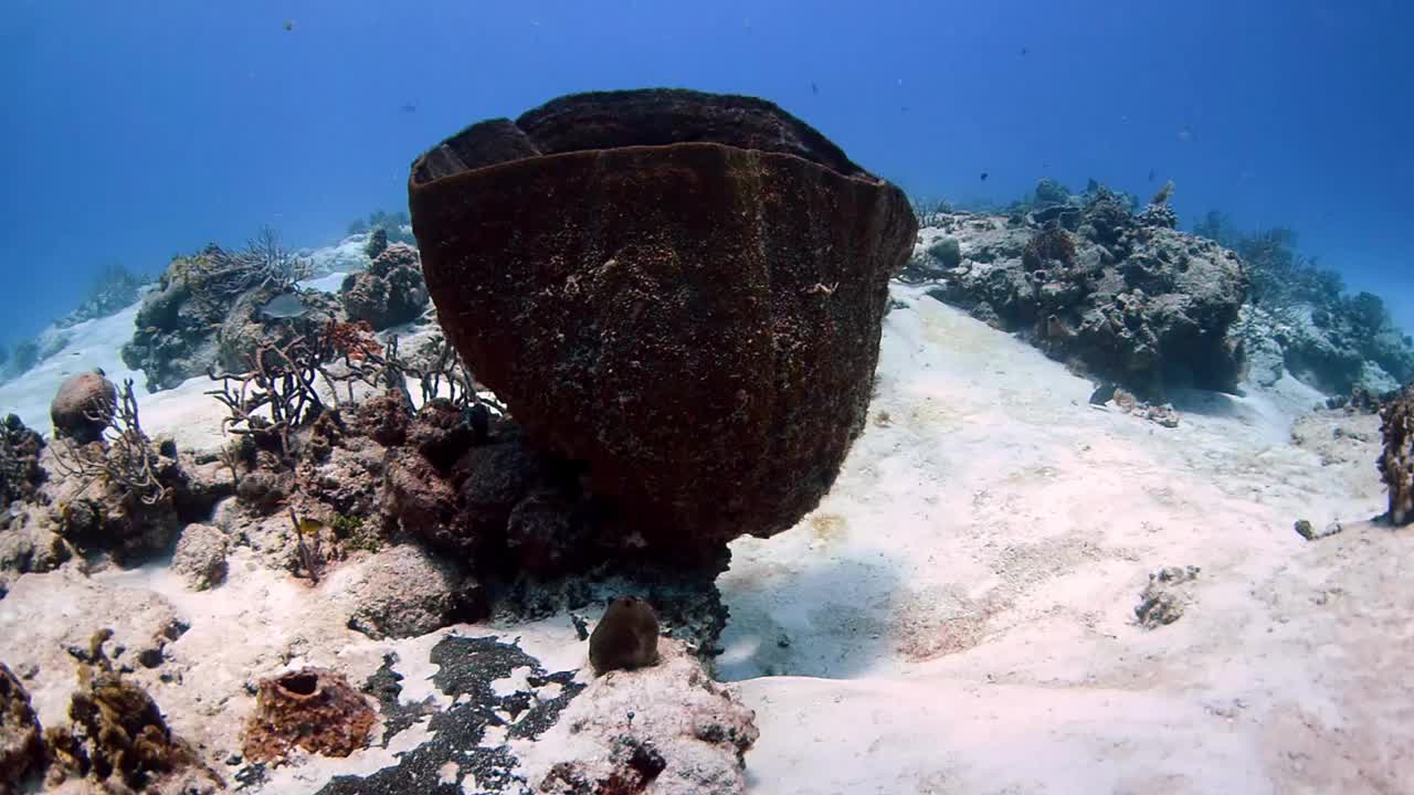 科苏梅尔的海绵视频下载