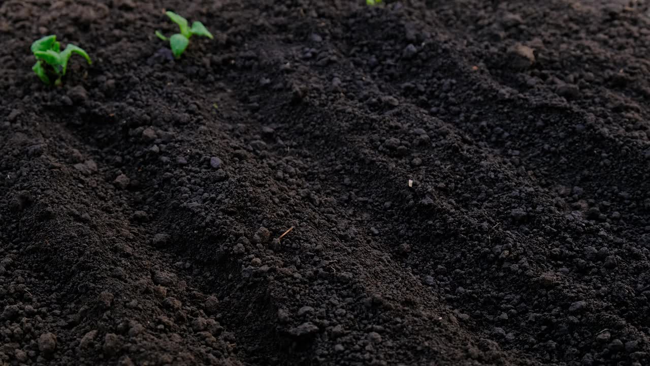 把种子播种到土壤里。有选择性的重点。大自然。视频素材