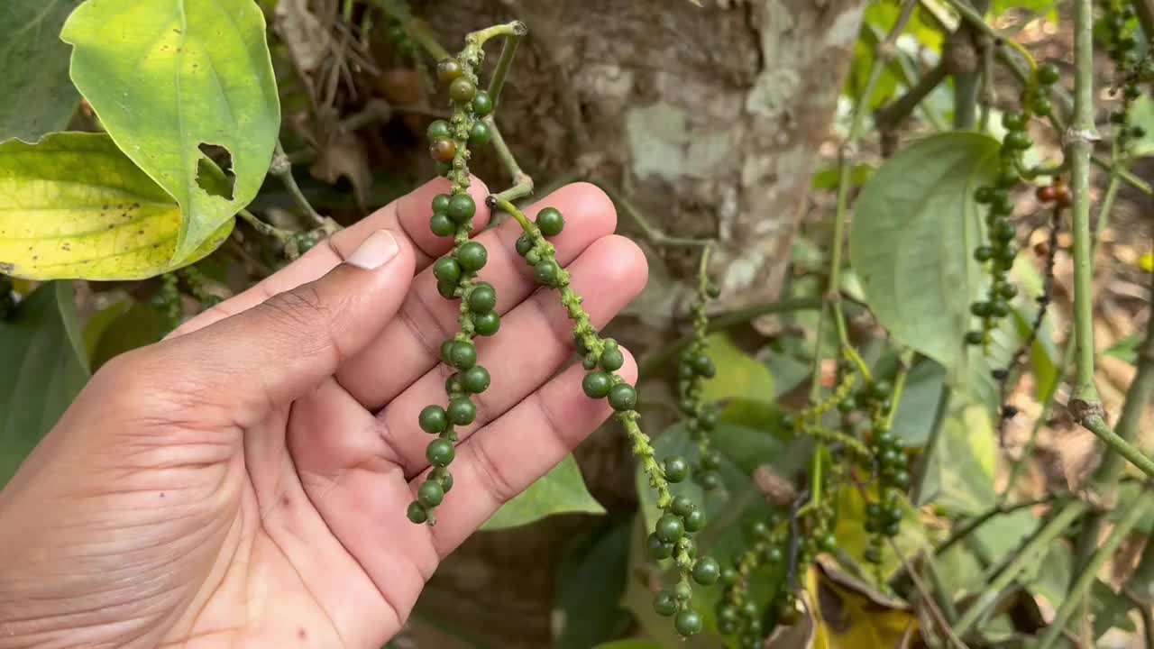 黑胡椒生长在植物手中。生产胡椒的胡椒种植园视频下载