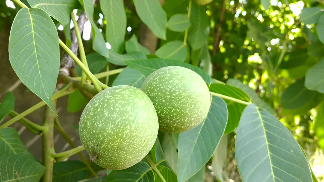 绿色成熟的核桃在阳光的照射下挂在树枝上视频下载