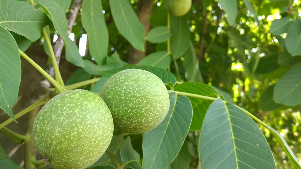 绿色成熟的核桃在阳光的照射下挂在树枝上视频素材