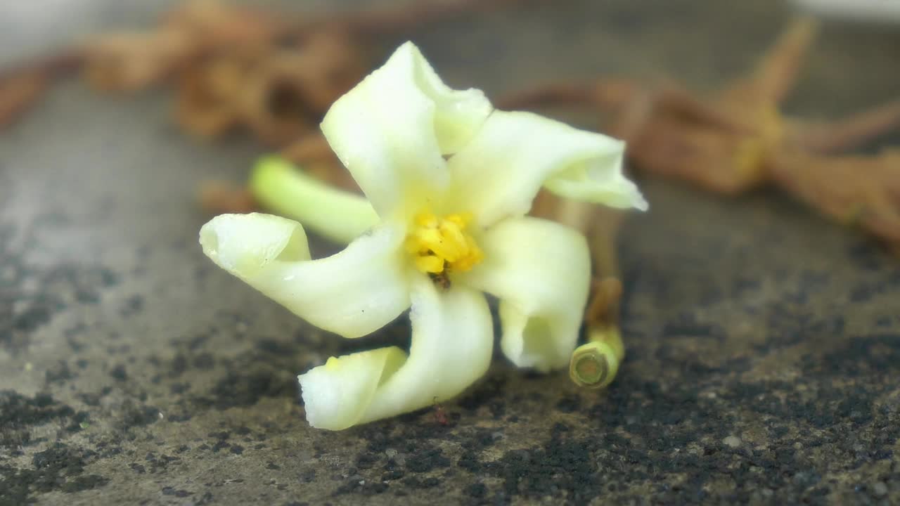 花视频素材