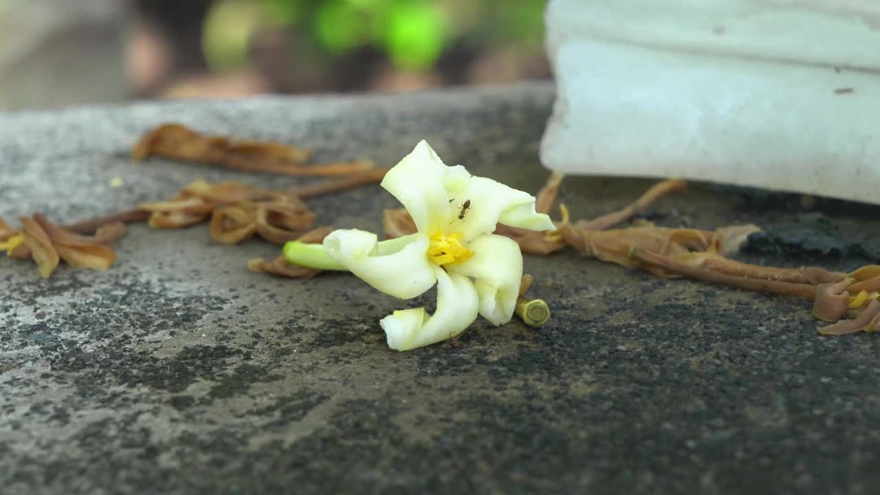 花视频下载