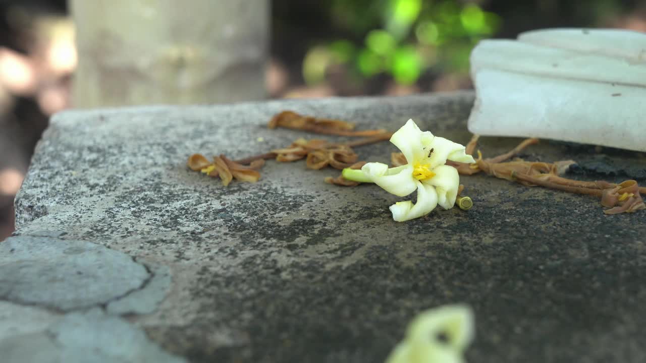 花视频下载