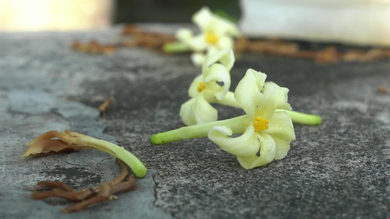 花视频素材