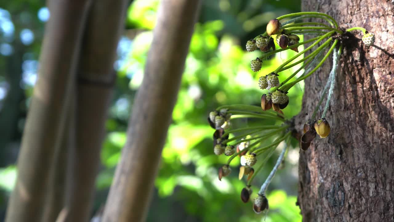 花视频下载