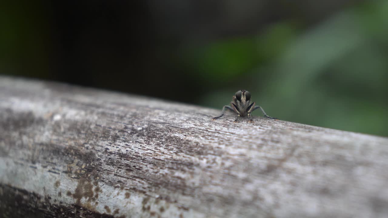 昆虫视频下载