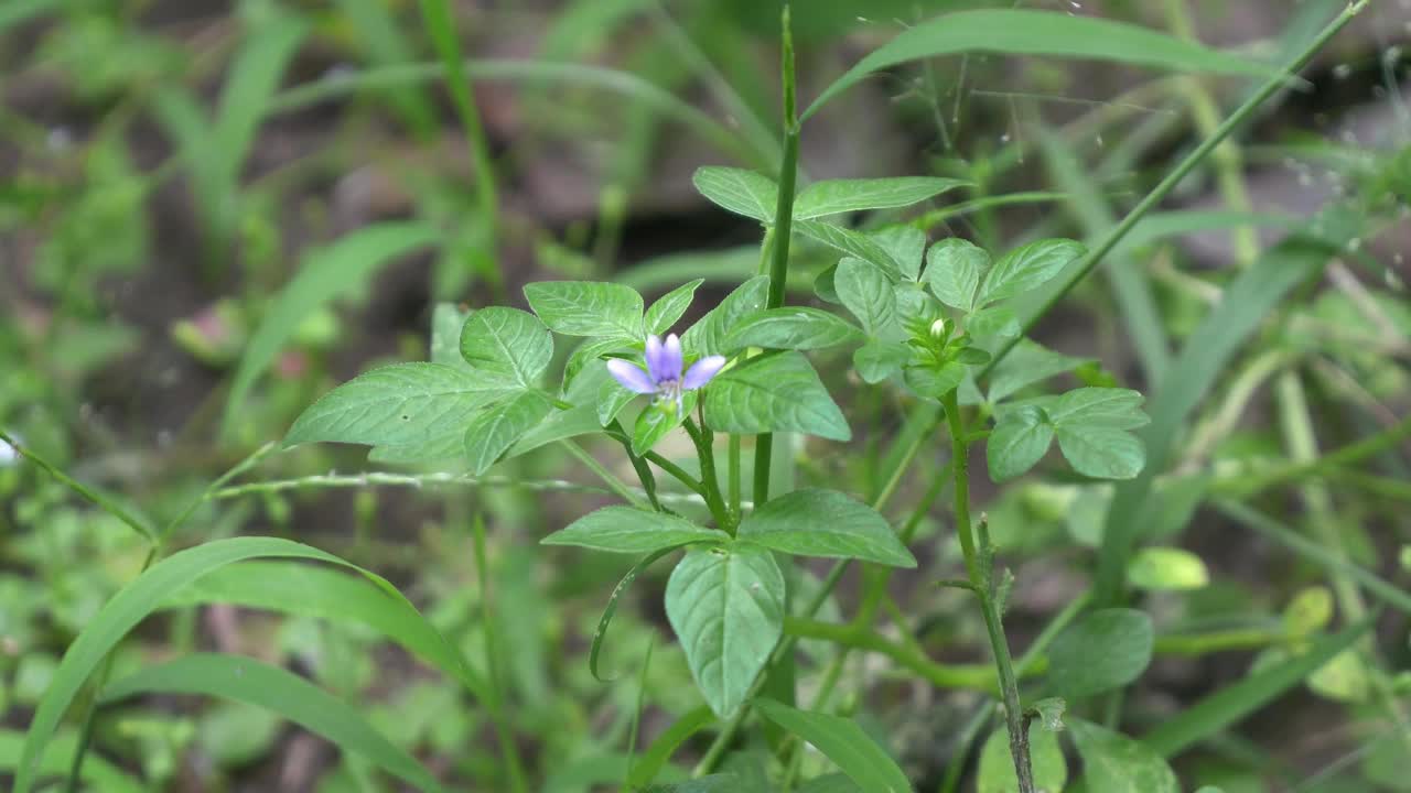 蓝色的花视频下载