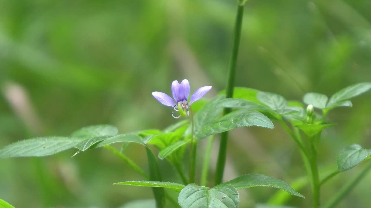 蓝色的花视频下载