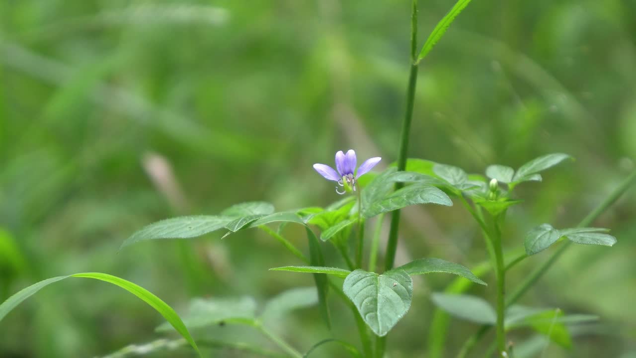 花视频下载