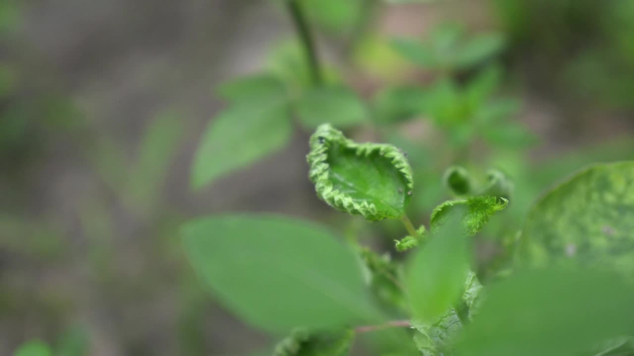 叶视频下载