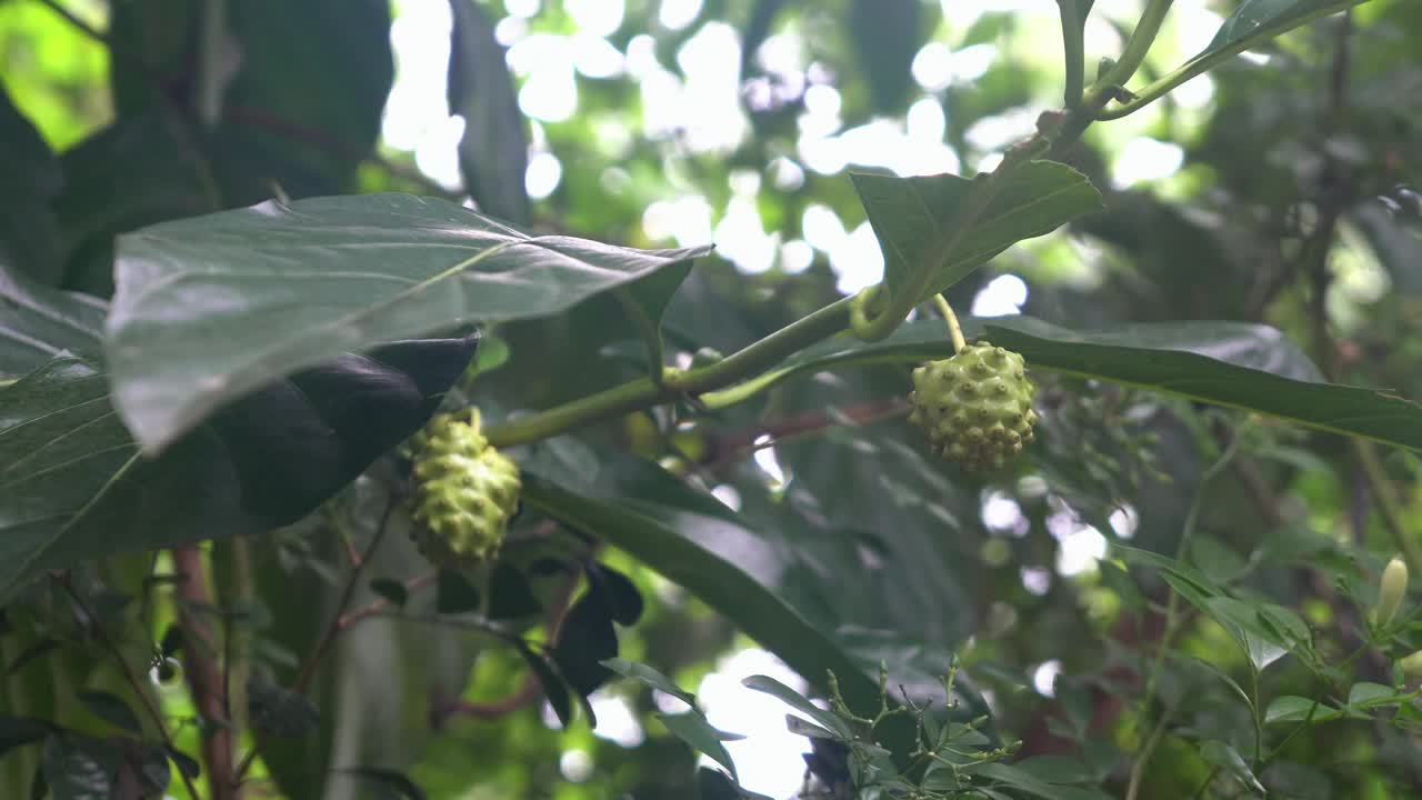 水果视频下载