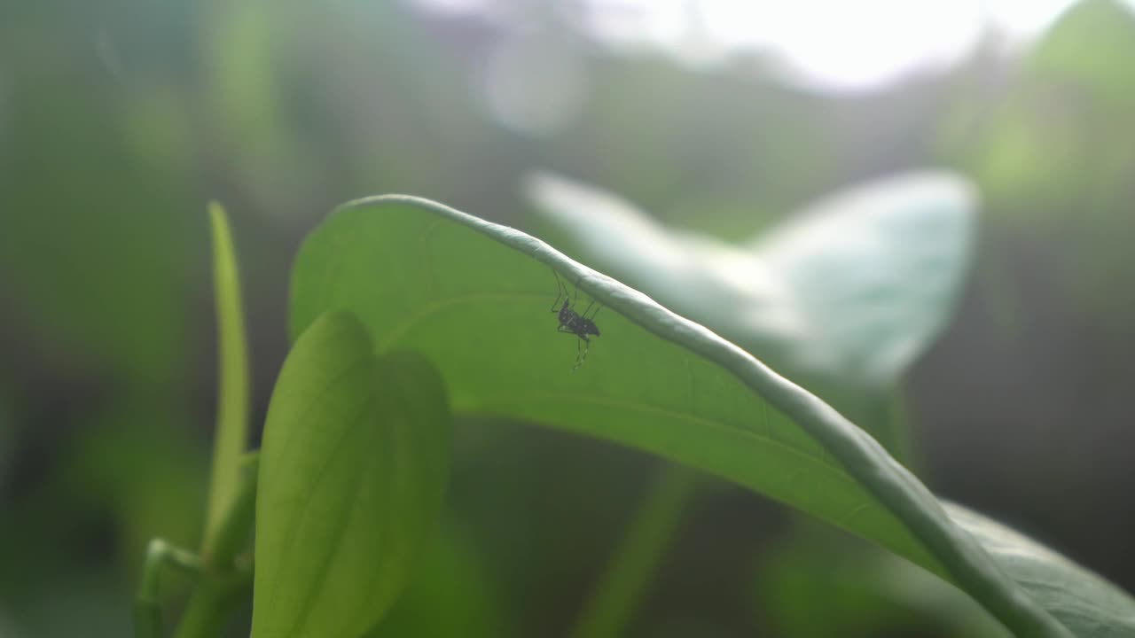 树视频素材