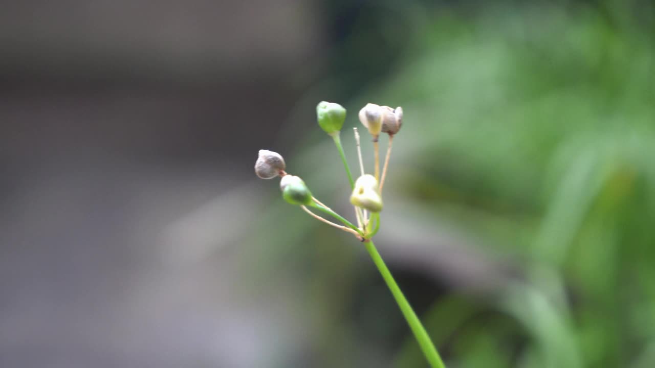 花视频下载