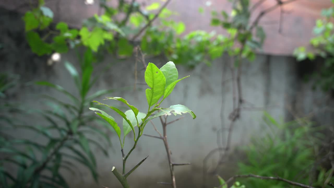 酸橙树视频素材