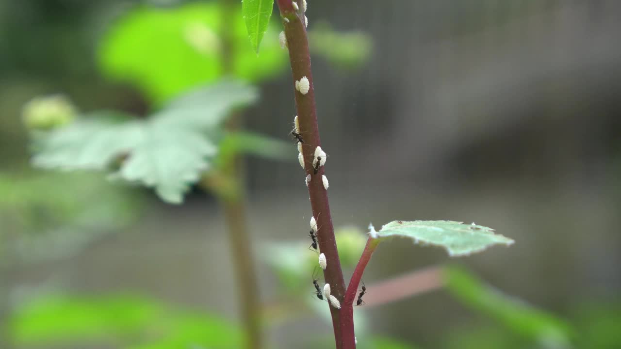 蚂蚁视频下载