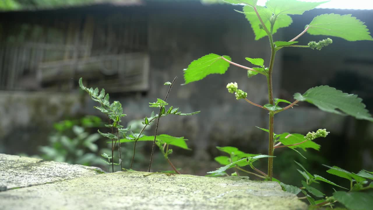 树视频下载